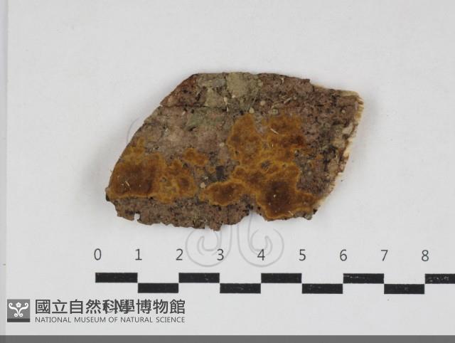 木層孔菌屬藏品圖，第1張