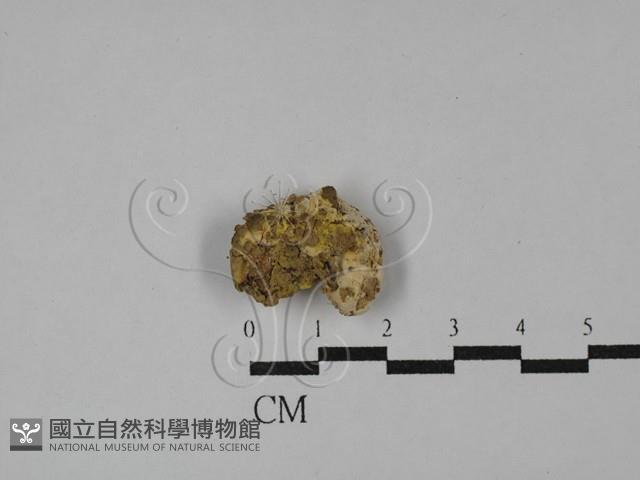 登錄號:F0028624藏品圖，第1張