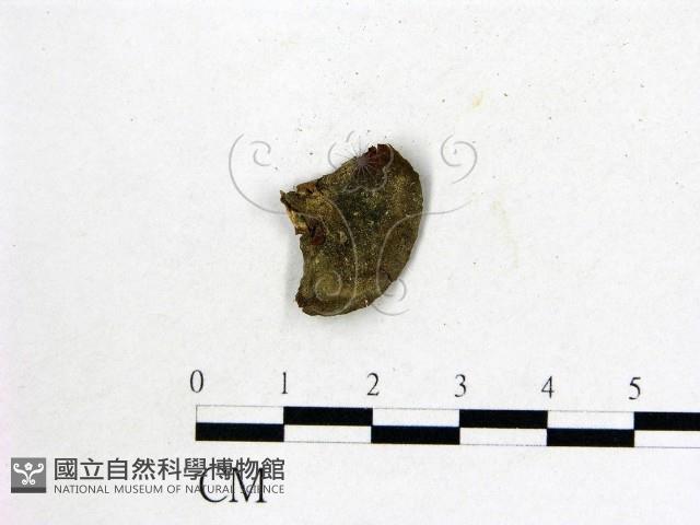 雞油菌屬藏品圖，第1張
