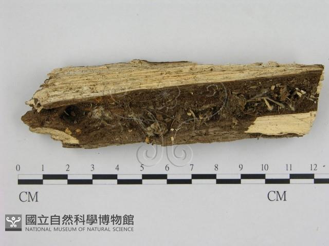 小菇屬藏品圖，第1張