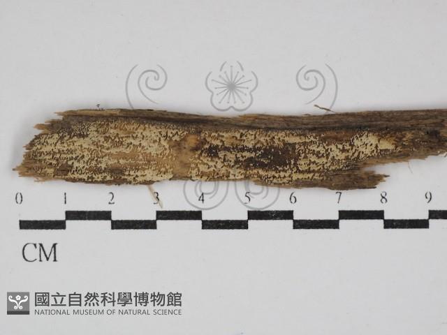 登錄號:F0030624藏品圖，第1張