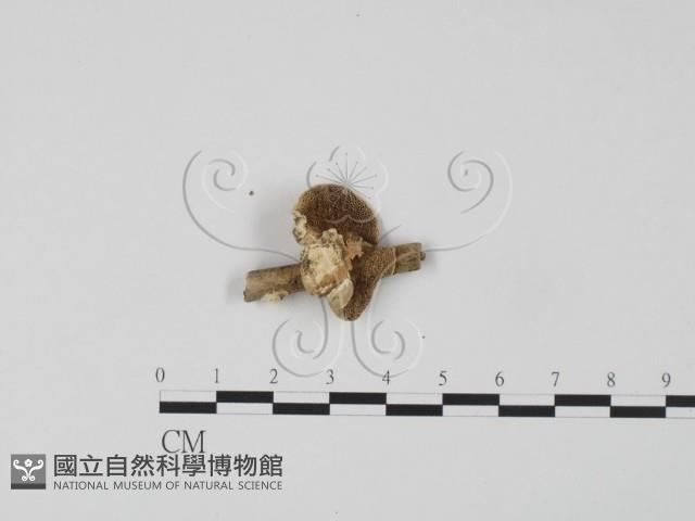 登錄號:F0006624藏品圖，第1張