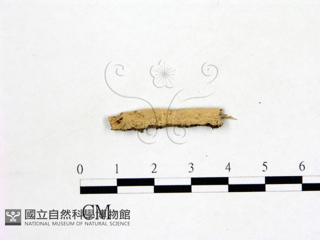 登錄號:F0016624藏品圖，第1張