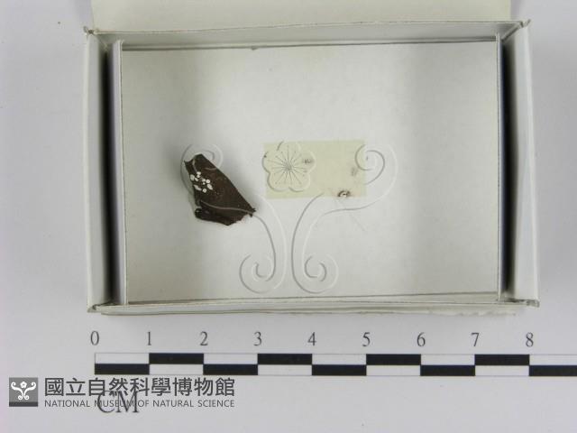 登錄號:F0021624藏品圖，第1張
