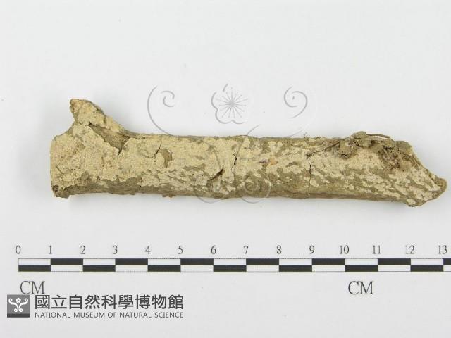 登錄號:F0001624藏品圖，第1張