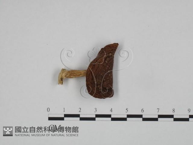 登錄號:F0024624藏品圖，第1張