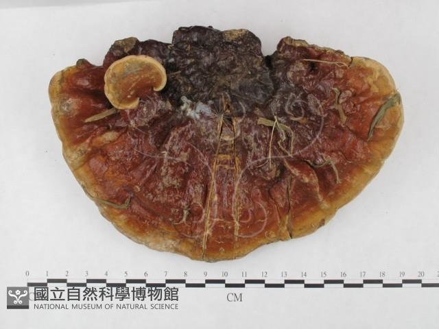 重傘靈芝藏品圖，第1張