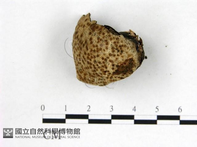 登錄號:F0022624藏品圖，第1張