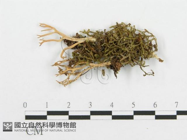 登錄號:F0002624藏品圖，第1張