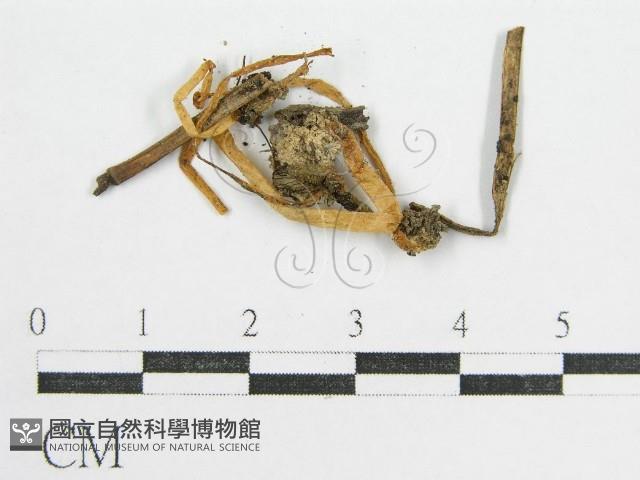 鬼傘屬藏品圖，第1張