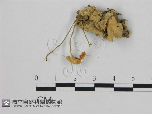 小皮傘屬藏品圖，第1張