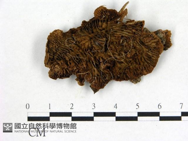 登錄號:F0017624藏品圖，第1張