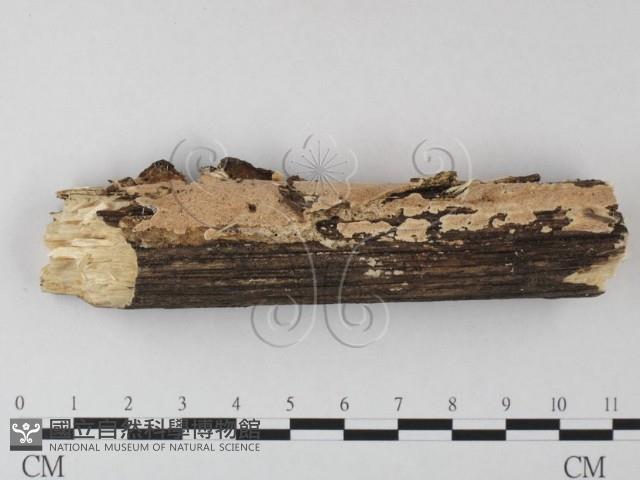 登錄號:F0025624藏品圖，第1張