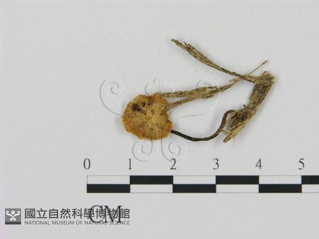 登錄號:F0005624藏品圖，第1張