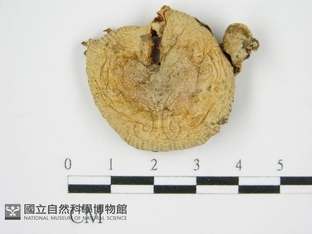 登錄號:F0015624藏品圖，第1張