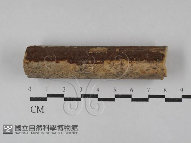 刺革菌屬藏品圖，第1張