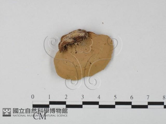 登錄號:F0023624藏品圖，第1張