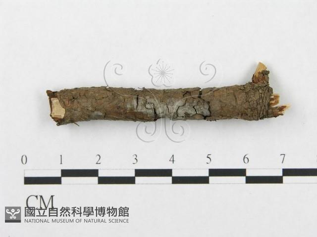 登錄號:F0013624藏品圖，第1張