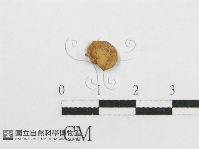 微皮傘屬藏品圖，第1張