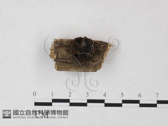 登錄號:F0020424藏品圖，第1張