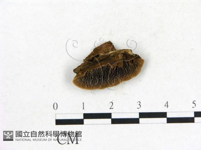 登錄號:F0010424藏品圖，第1張