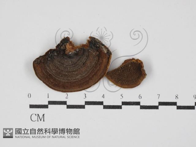 登錄號:F0030424藏品圖，第1張