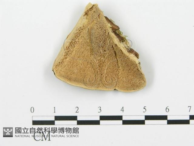 登錄號:F0006424藏品圖，第1張