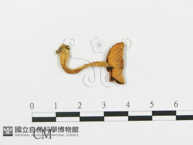 傘菌屬藏品圖，第1張