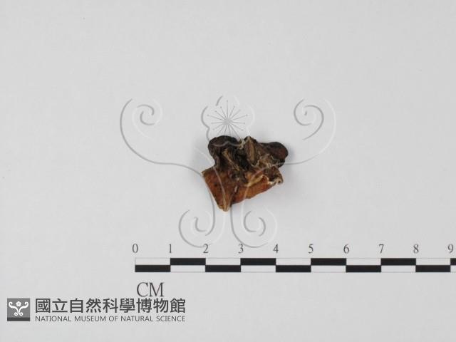 登錄號:F0021424藏品圖，第1張