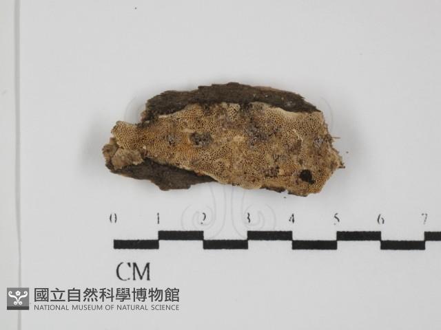 登錄號:F0031424藏品圖，第1張