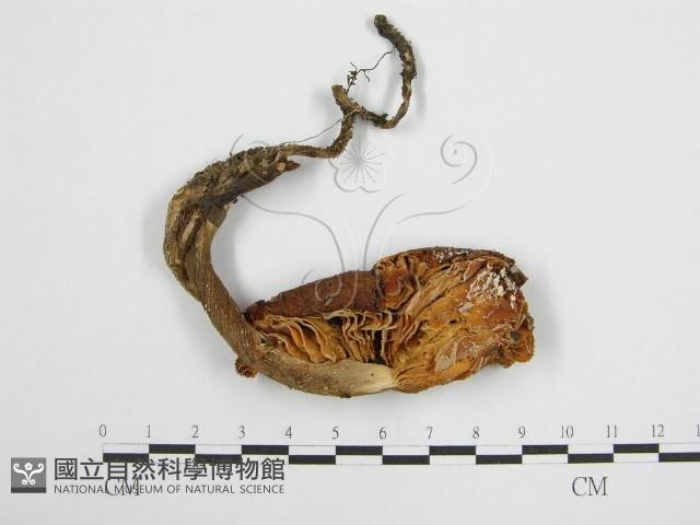 登錄號:F0004424藏品圖，第1張