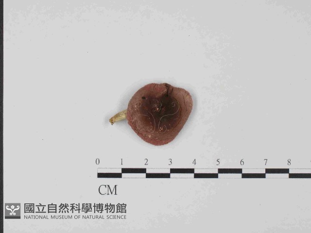 登錄號:F0014424藏品圖，第1張