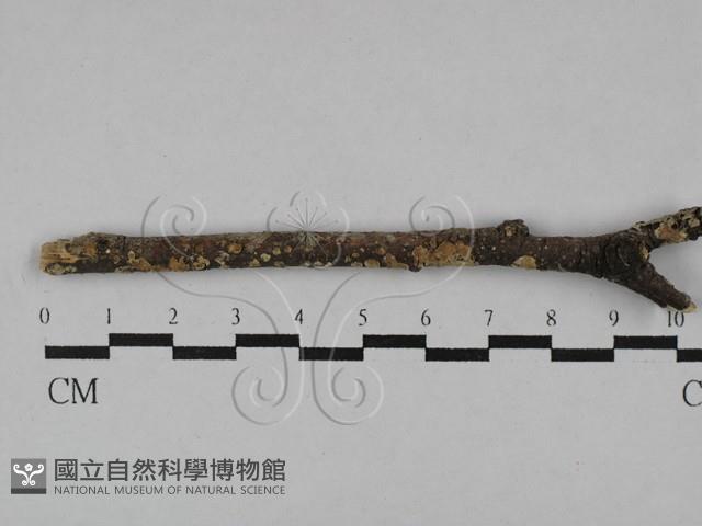 登錄號:F0002424藏品圖，第1張