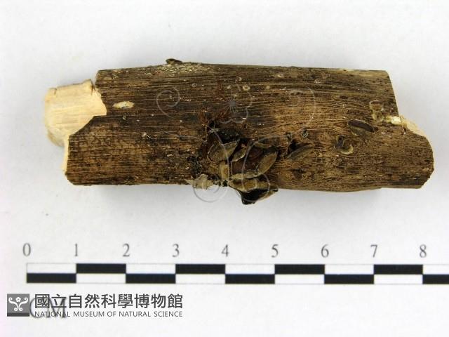 毛木耳藏品圖，第1張