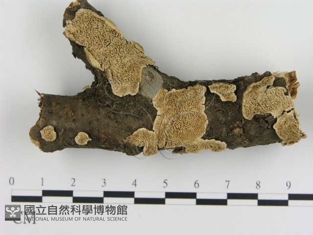 登錄號:F0017424藏品圖，第1張