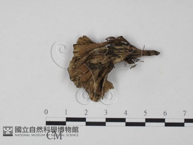 棕色革菌藏品圖，第1張