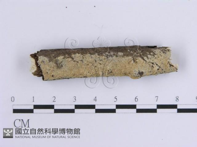 齒耳菌屬藏品圖，第1張