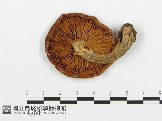 登錄號:F0009424藏品圖，第1張