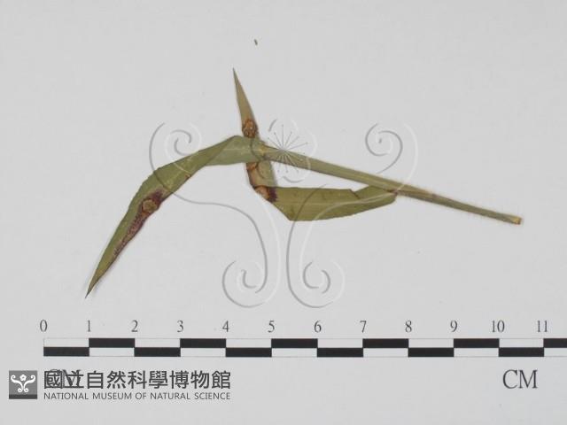 登錄號:F0019424藏品圖，第1張