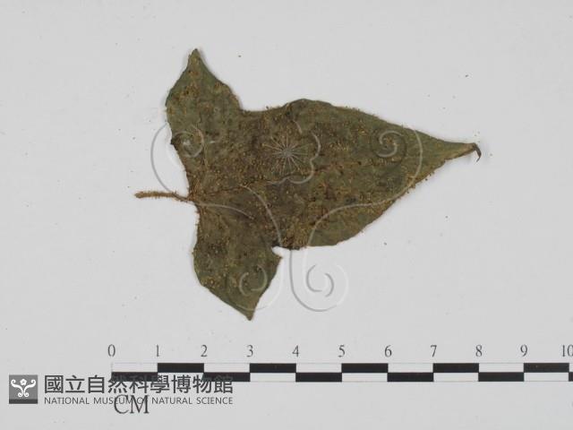 登錄號:F0003424藏品圖，第1張