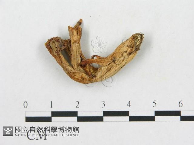 登錄號:F0013424藏品圖，第1張