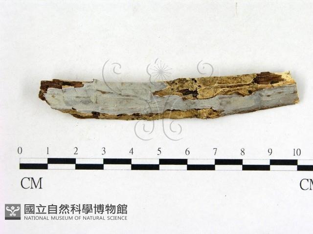 登錄號:F0008724藏品圖，第1張