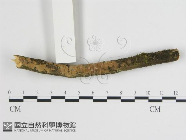 登錄號:F0018724藏品圖，第1張
