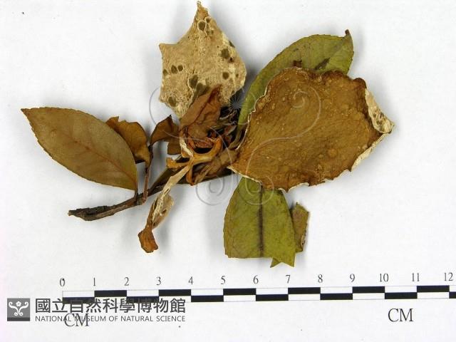 登錄號:F0020724藏品圖，第1張