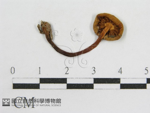 登錄號:F0010724藏品圖，第1張