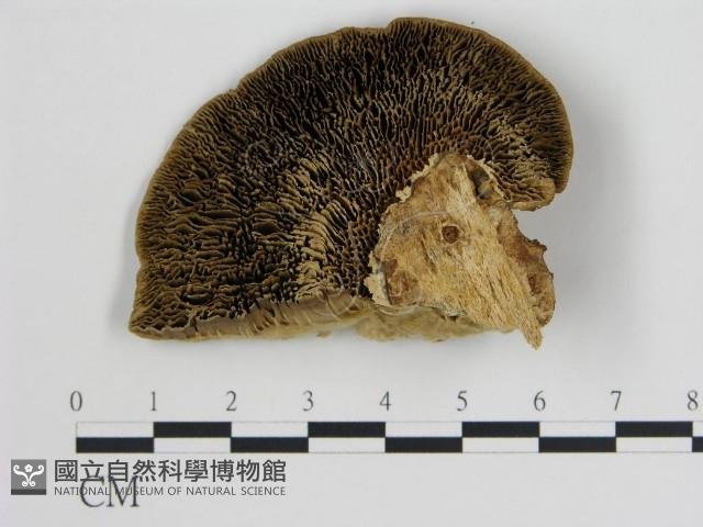 登錄號:F0006724藏品圖，第1張