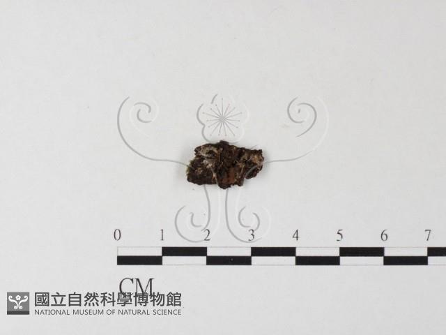 登錄號:F0016724藏品圖，第1張