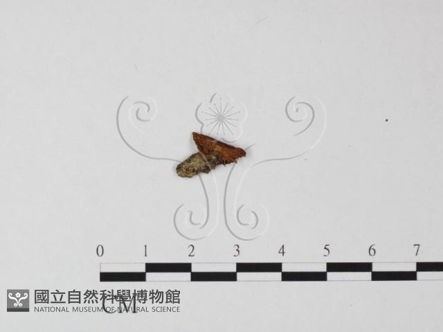 登錄號:F0001724藏品圖，第1張