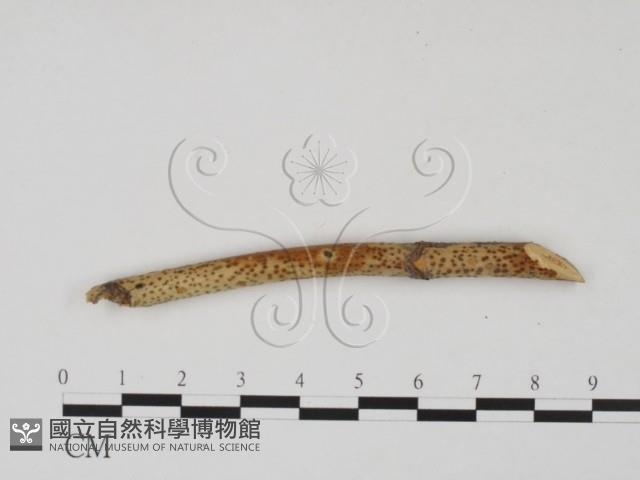 登錄號:F0011724藏品圖，第1張