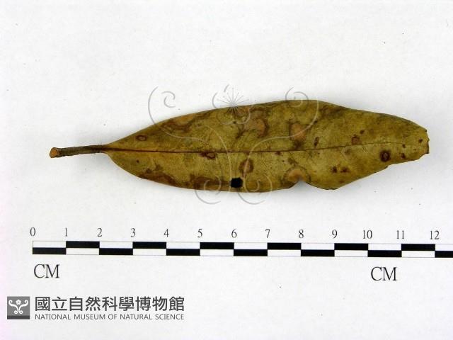 登錄號:F0004724藏品圖，第1張
